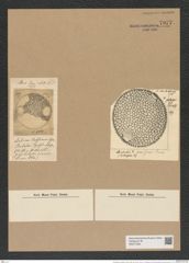 Pseudauliscus ralfsianus (Grev.) Rattr. (de-Toni-Nr.: Genus 172, Species 4414) Zeichnungen Sammlung Grunow Nr. 7977 (NHMW-BOT-W0377269)
